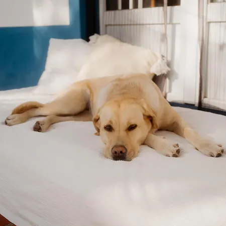 Nana House Ericeira - Yoga & Surf Деревянный коттедж Santo Isidoro