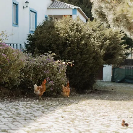 Lodge Nana House Ericeira - Yoga & Surf Santo Isidoro