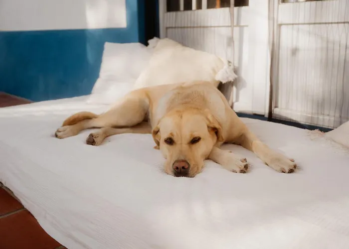 Nana House Ericeira - Yoga & Surf אכסניה Santo Isidoro